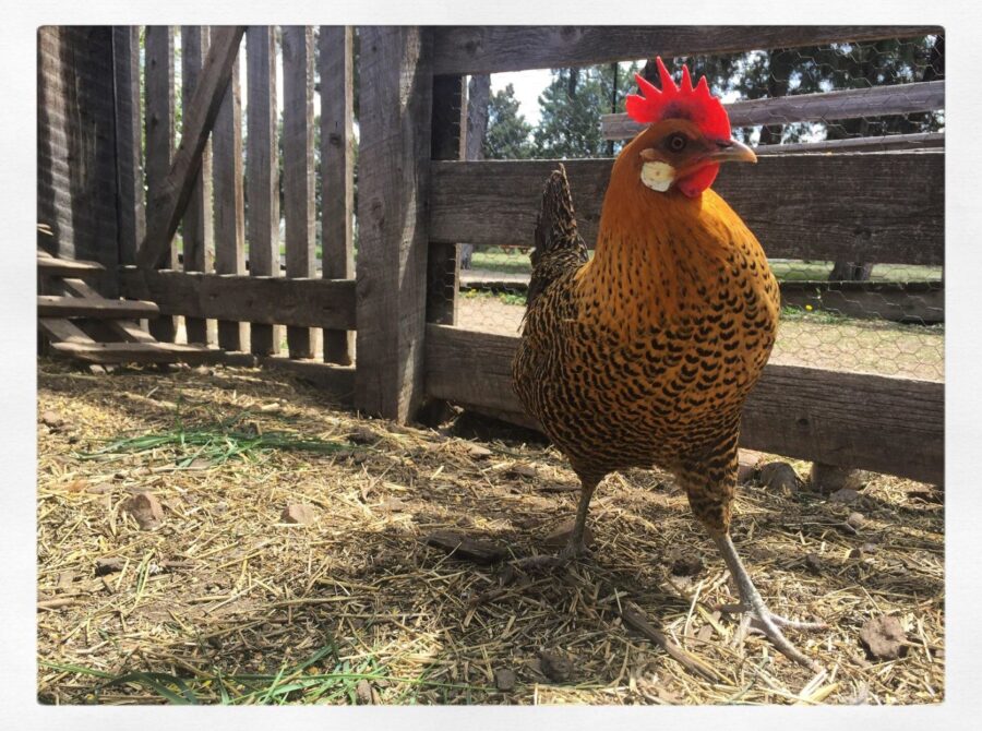 chicken