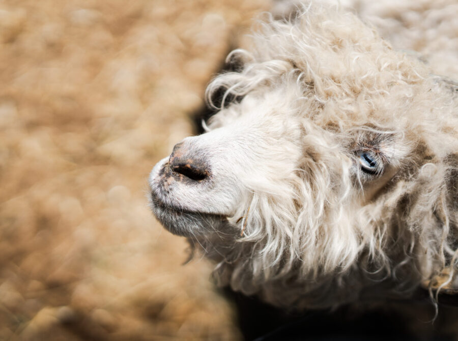 Close-up of a fluffy sheep with blue eyes