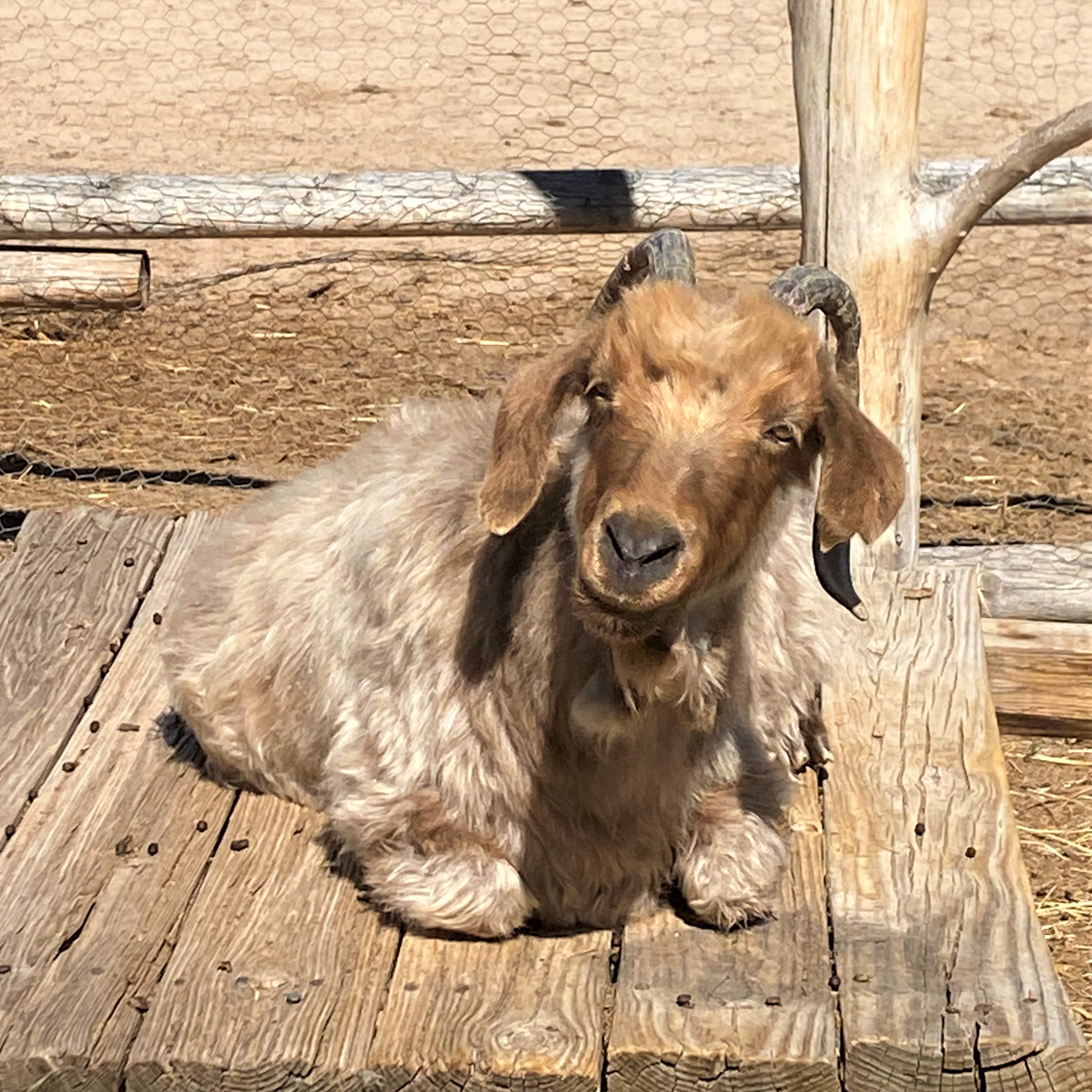A fluffy goat sitting on a wooden platform.