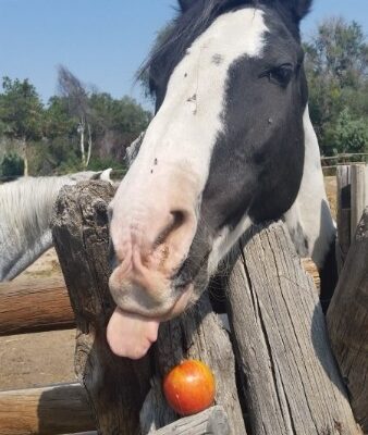 A horse reaches its tongue towards an apple on a fence.