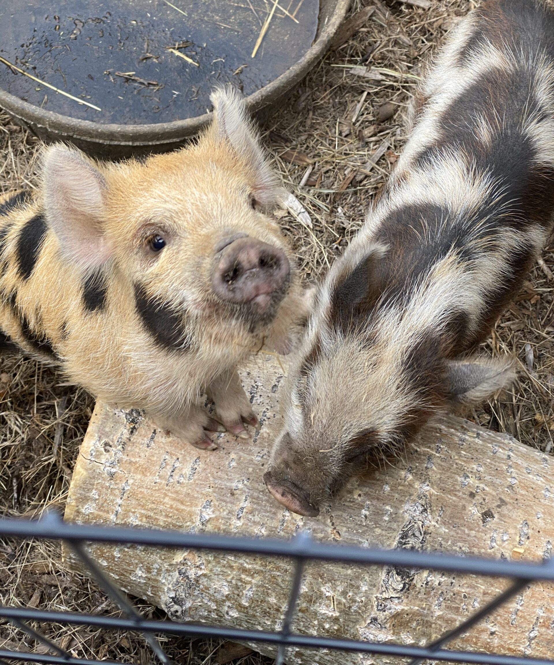 Piglets Tig and Clover