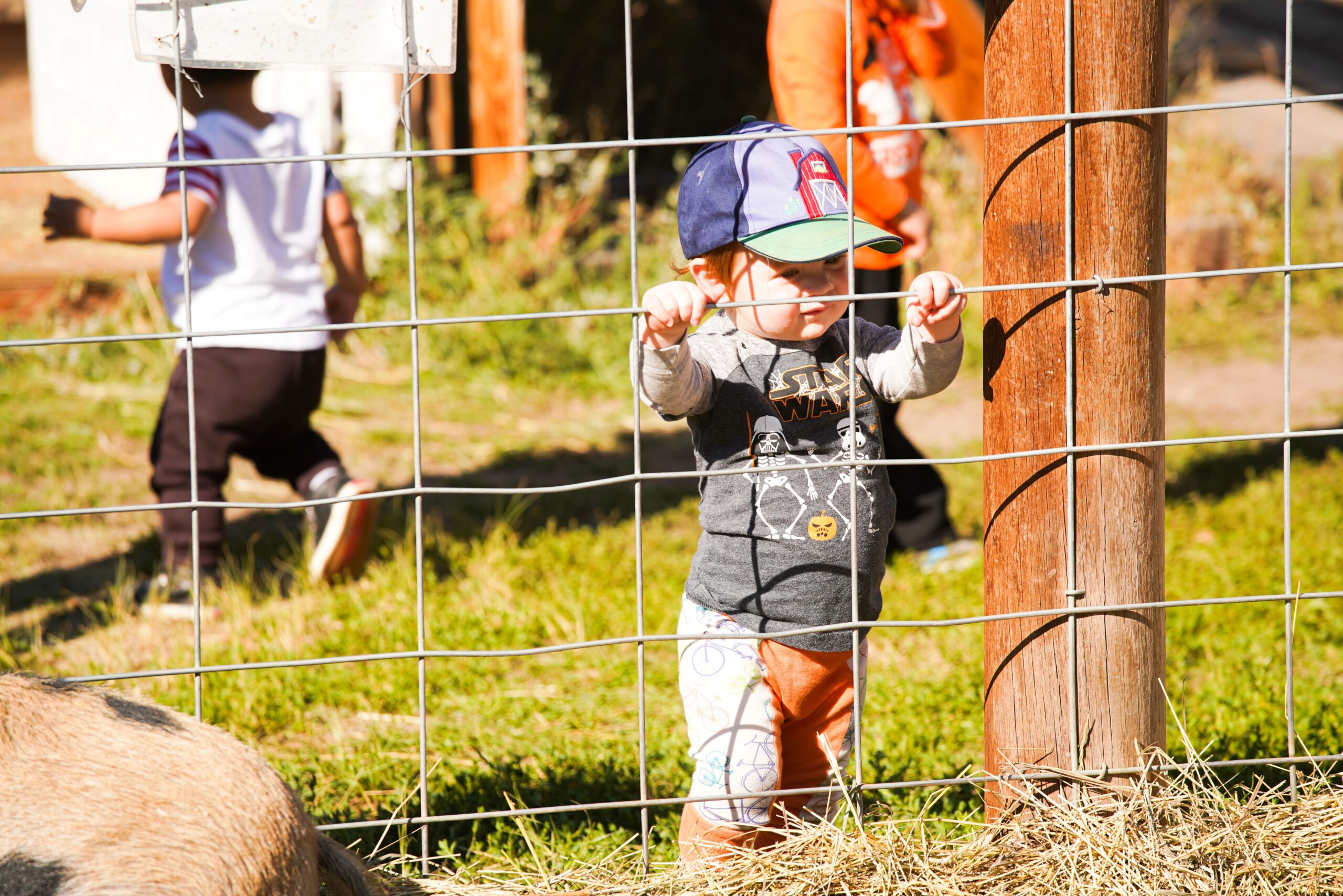 Child holding fence, wearing Star Wars shirt, outdoors.