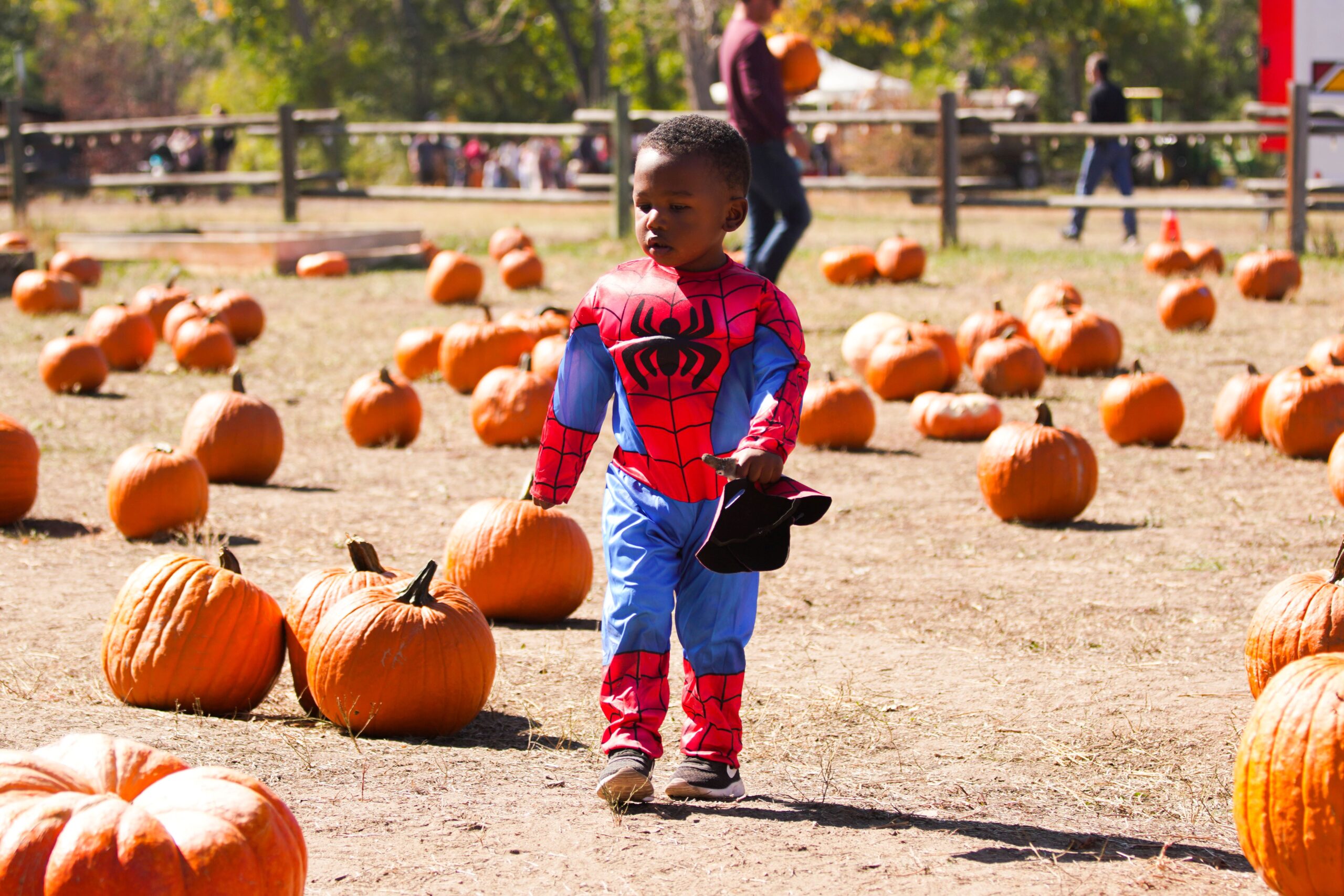 Child in Spider-Man costume walking in a pumpkin patch