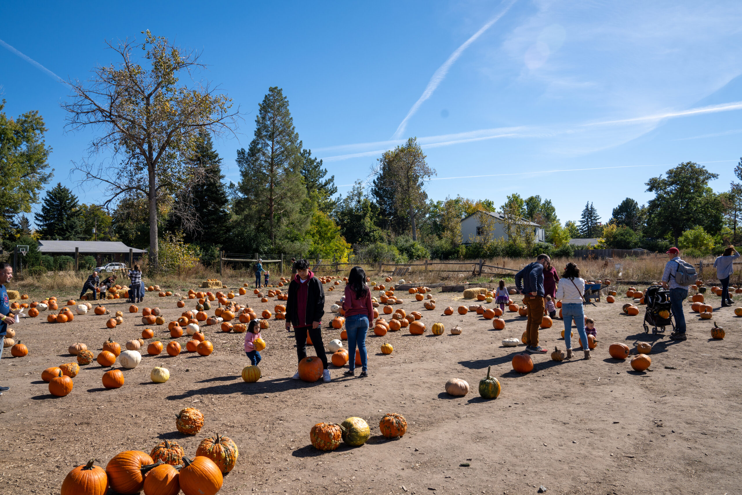 People choosing pumpkins in a sunny pumpkin patch