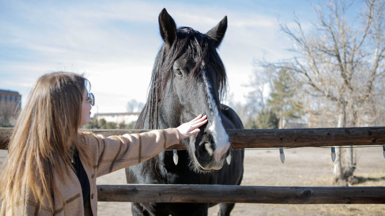 C4A2621 petting large black horse over wooden fence on a sunny day