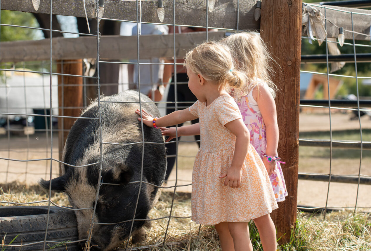 Two young children petting a pig through a fence, summer day