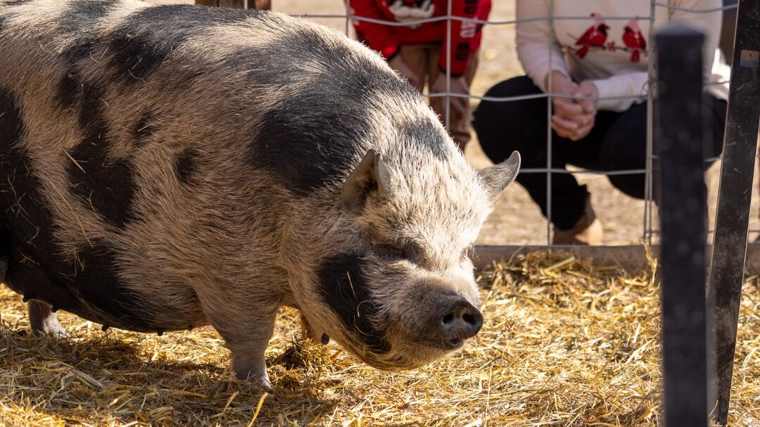 Tig the pig in a grassy pen with people watching behind a fence